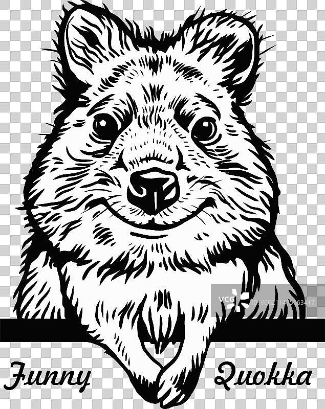 偷看的短尾矮袋鼠-卡通动物-趣味动物图片素材