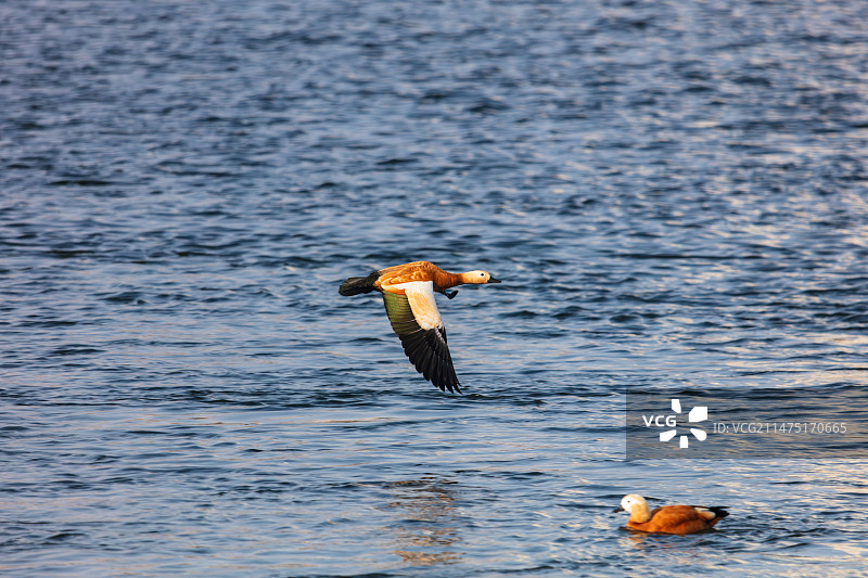 吉林松花江畔长白岛湿地公园，越冬水禽栖息，一只赤麻鸭从水面飞过特写，另有一只从水上游过图片素材