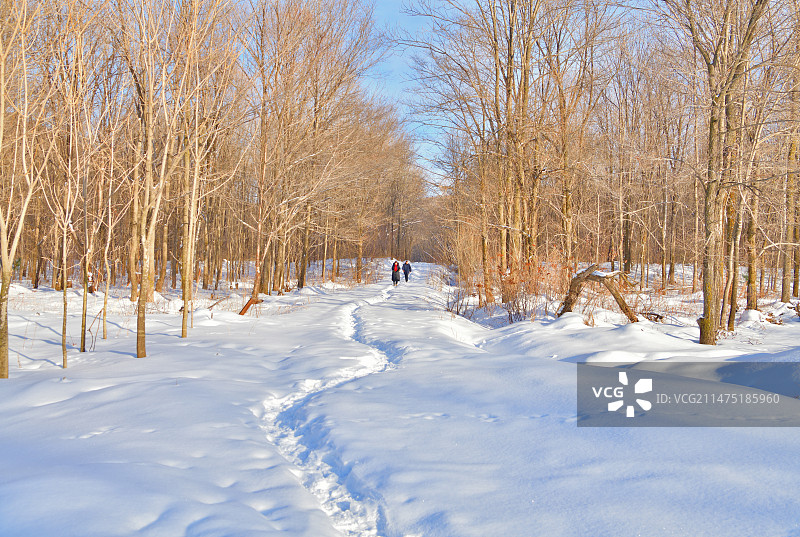 林间雪道（拍摄于黑龙江省哈尔滨市尚志市）图片素材