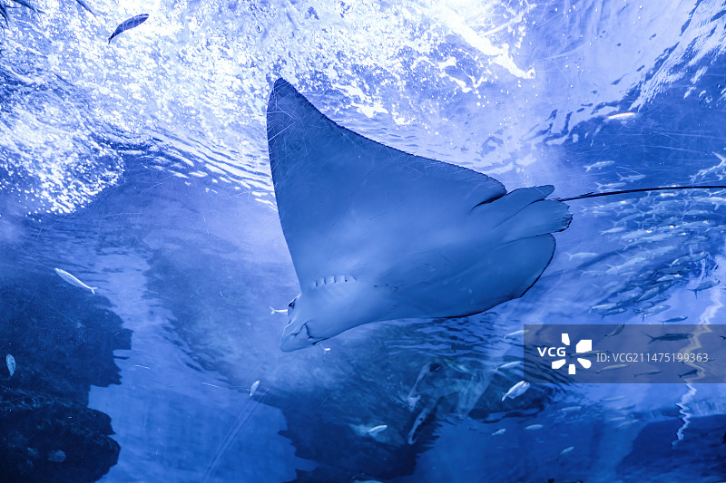 四川成都极地海洋公园水族箱中正在游泳的蝠鲼图片素材