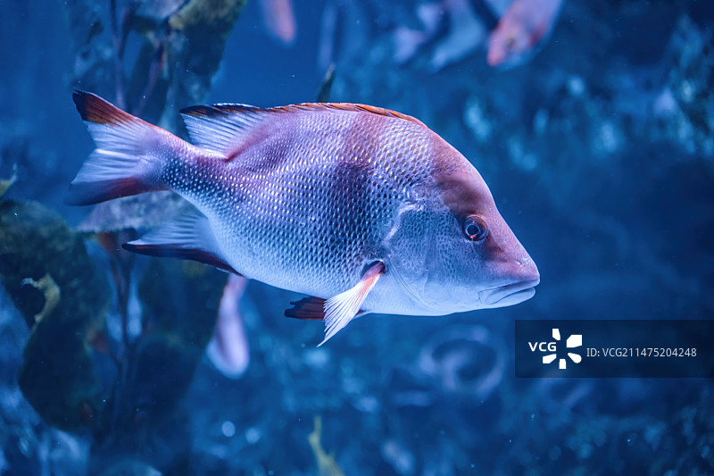 四川成都极地海洋公园水族箱里的皇帝红鲷鱼图片素材