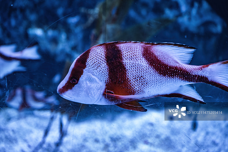 四川成都极地海洋公园水族箱里的千年笛鲷图片素材