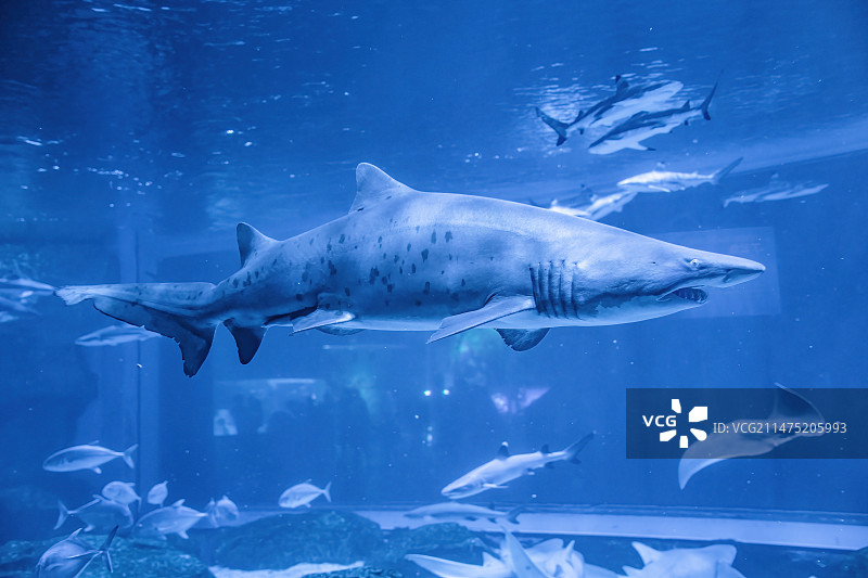 四川成都极地海洋公园水族箱里的鲨鱼图片素材