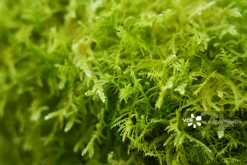 苔藓图片素材