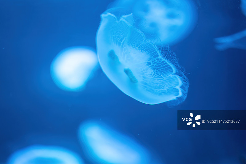 四川成都极地海洋公园水族箱里的海月水母图片素材