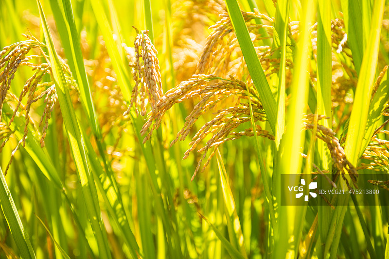 稻谷稻穗图片素材