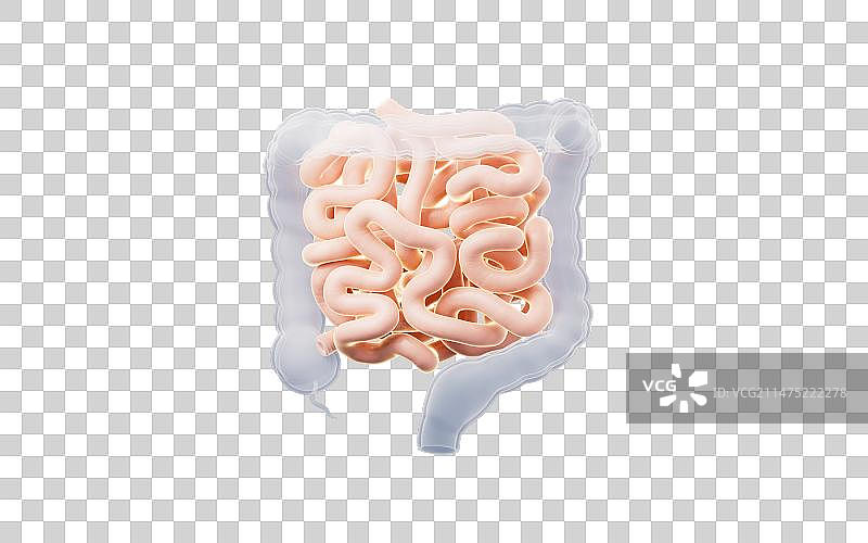 内脏器官肠道3D渲染图片素材