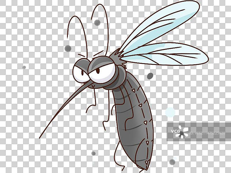 蓄势待发准备进食叮咬的蚊子图片素材