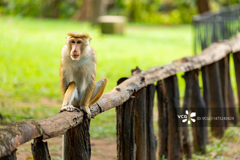 一只坐在栏杆上的猴子图片素材