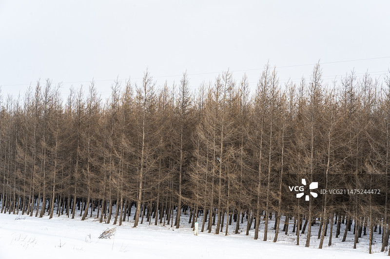冬季雪天下的河北承德木兰围场御道口景区图片素材
