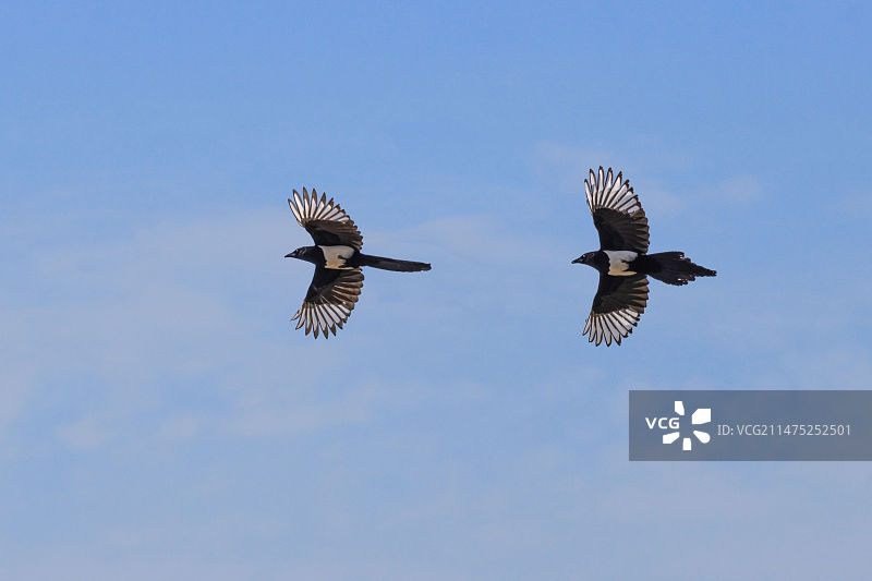 双喜临门图片素材