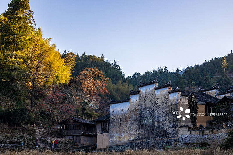 福建屏南县厦地村柿子树下古民居图片素材