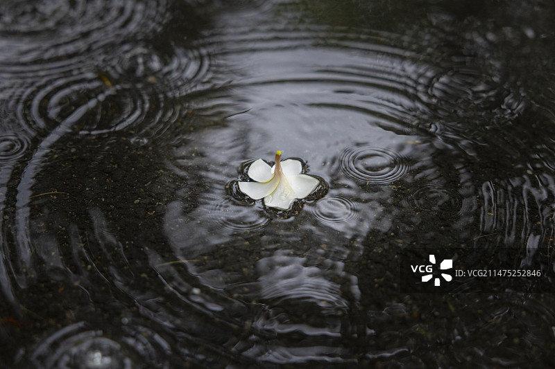 水中花图片素材