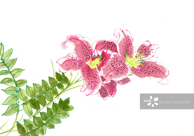 粉红色的百合花图片素材