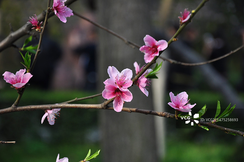 春季成都武侯祠内盛开的粉色桃花图片素材
