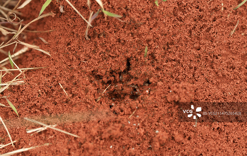 珠三角地区的红火蚁图片素材