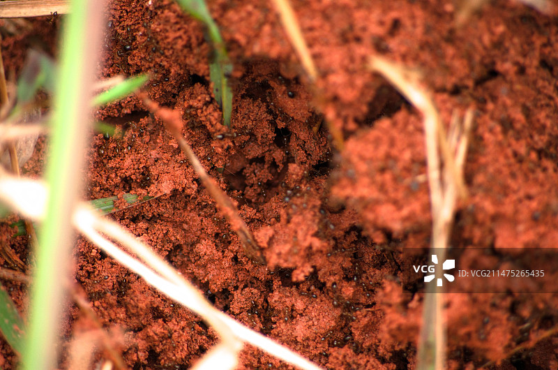 珠三角地区的红火蚁图片素材