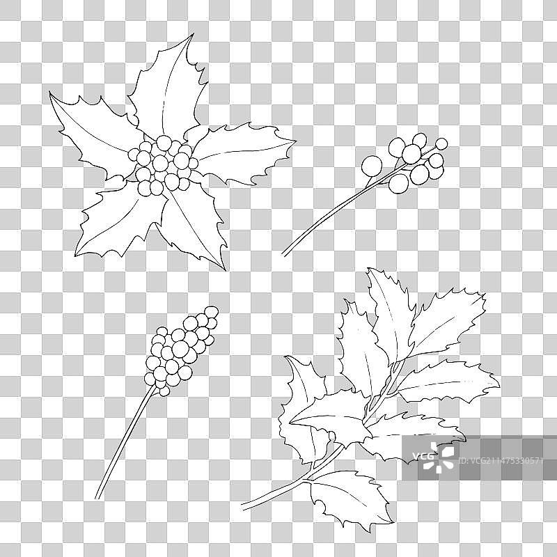 冬青树枝和浆果图片素材图片素材