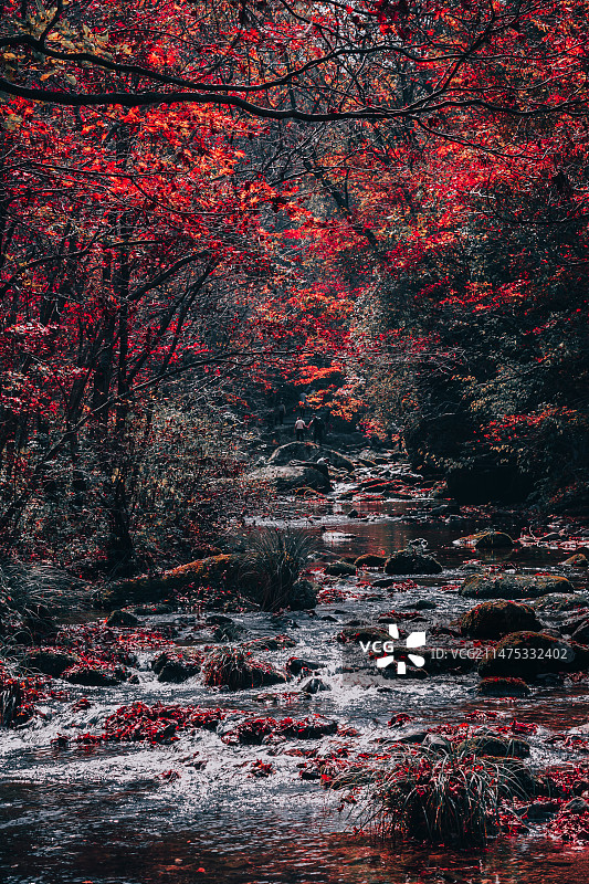 本溪·老边沟·枫叶图片素材