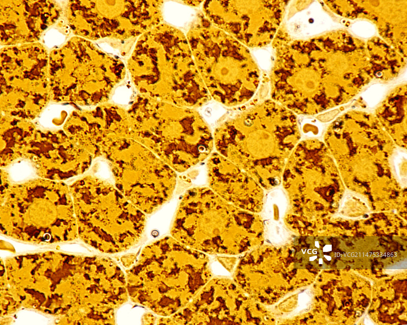 肝细胞光学显微照片图片素材