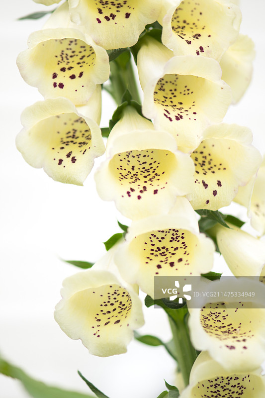 毛地黄图片素材