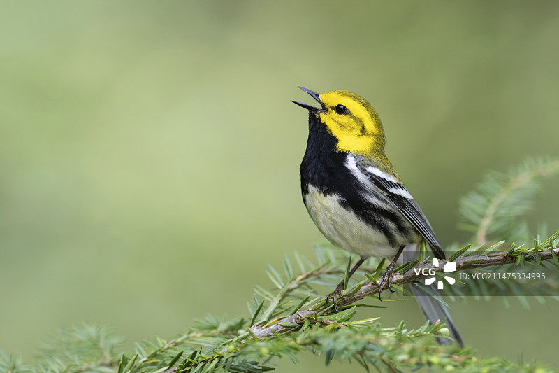 黑喉绿森莺图片素材