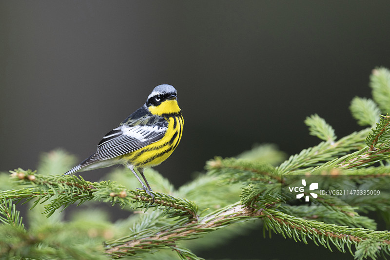 玉兰莺图片素材