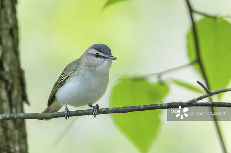 红眼绿鹃图片素材