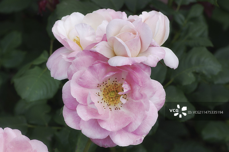 英国小姐月季图片素材