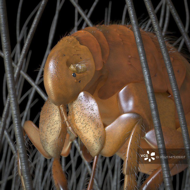 哺乳动物毛发中的东方鼠蚤，插图图片素材