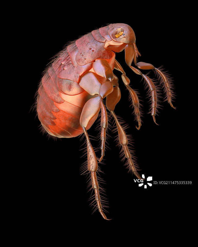 东方鼠蚤插图图片素材