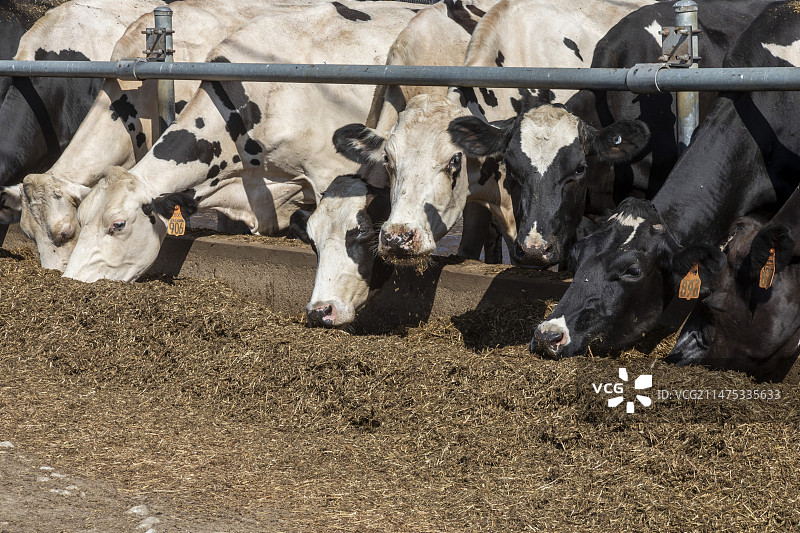 美国密歇根州的奶牛场图片素材