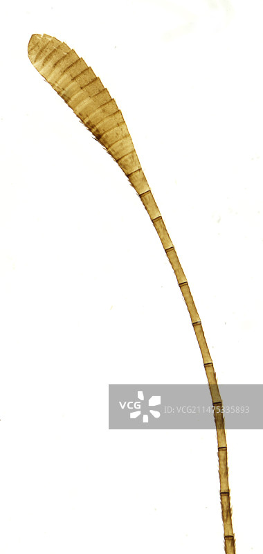 蝴蝶触须显微照片图片素材