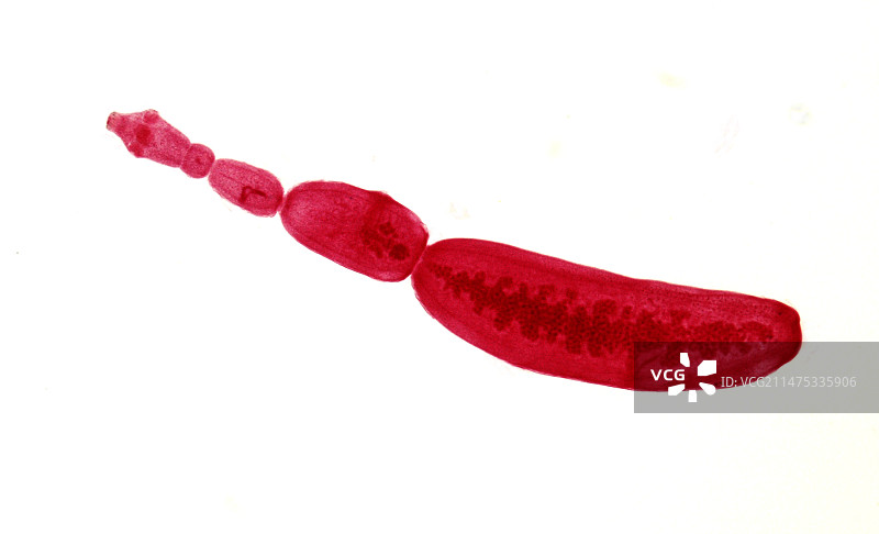 犬绦虫显微照片图片素材