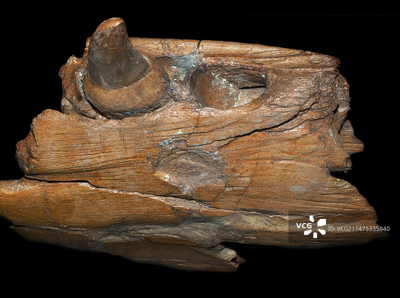 沧龙下颌骨碎片图片素材