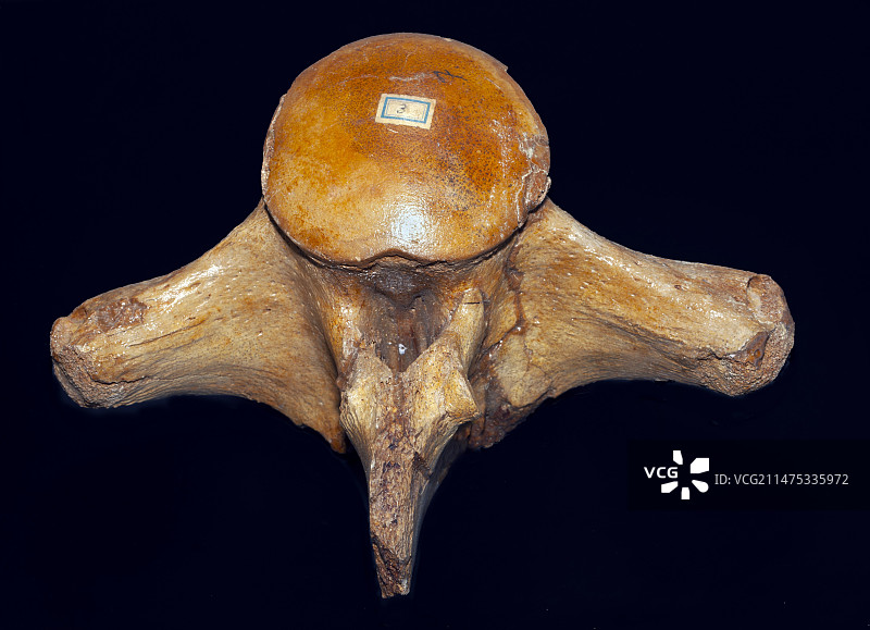 沧龙化石椎骨图片素材