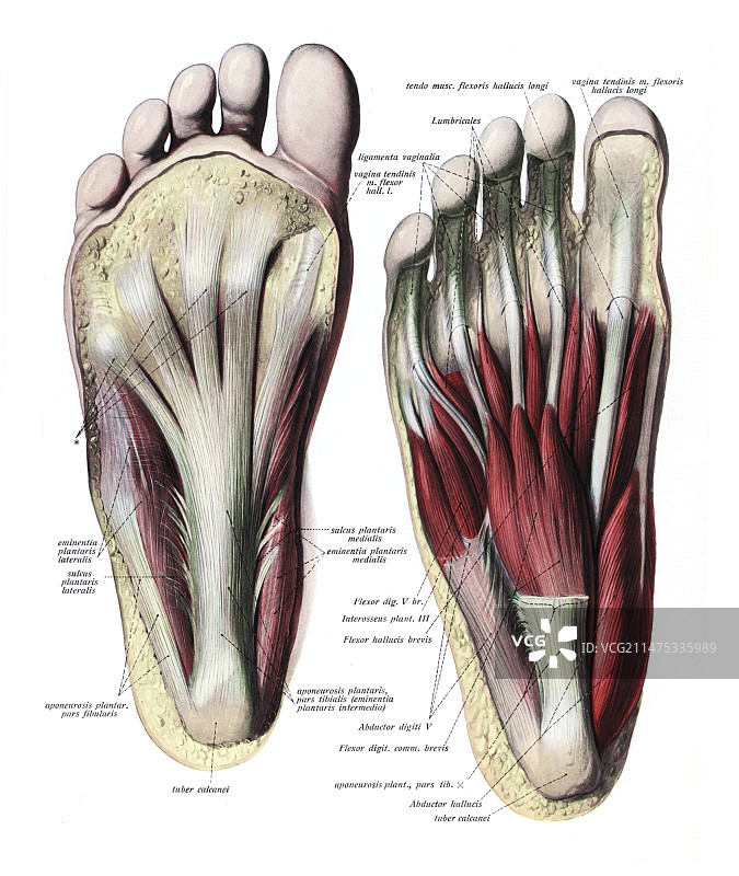 脚底插画图片素材