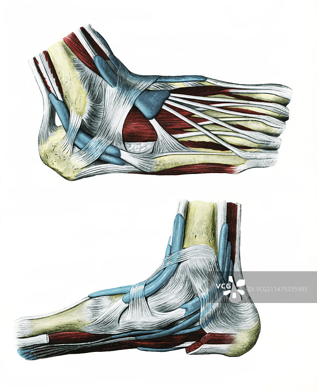脚踝肌腱插图图片素材