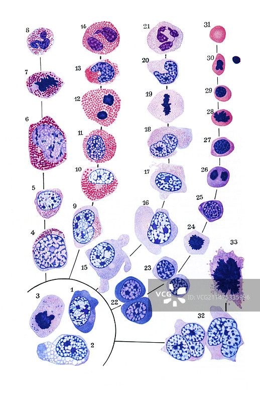 骨髓插图图片素材