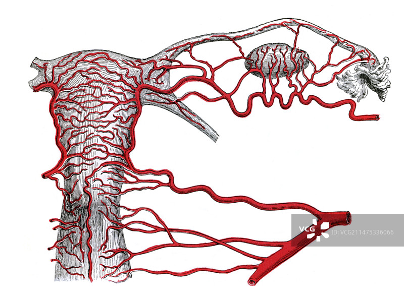女性盆腔动脉图示图片素材