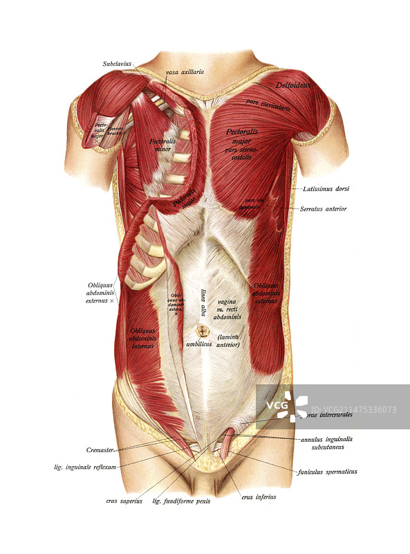 腹部和胸部肌肉插图图片素材