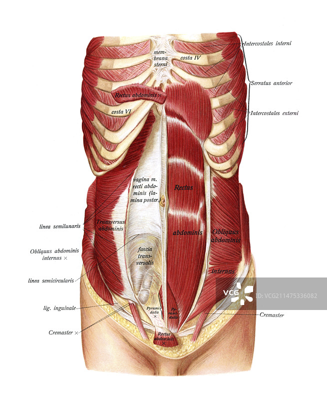 腹肌，图示图片素材