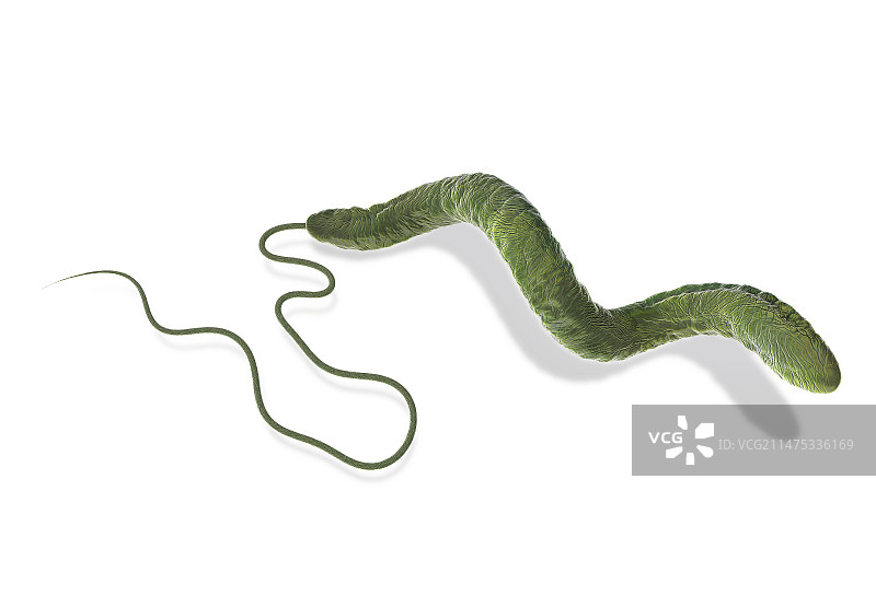 空肠弯曲菌细菌示意图图片素材