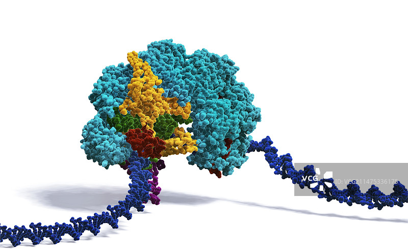 CRISPR-Cas6基因编辑复合体插图图片素材