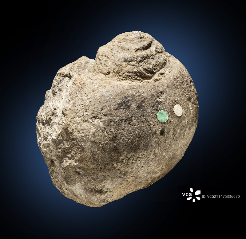 腹足纲动物化石图片素材