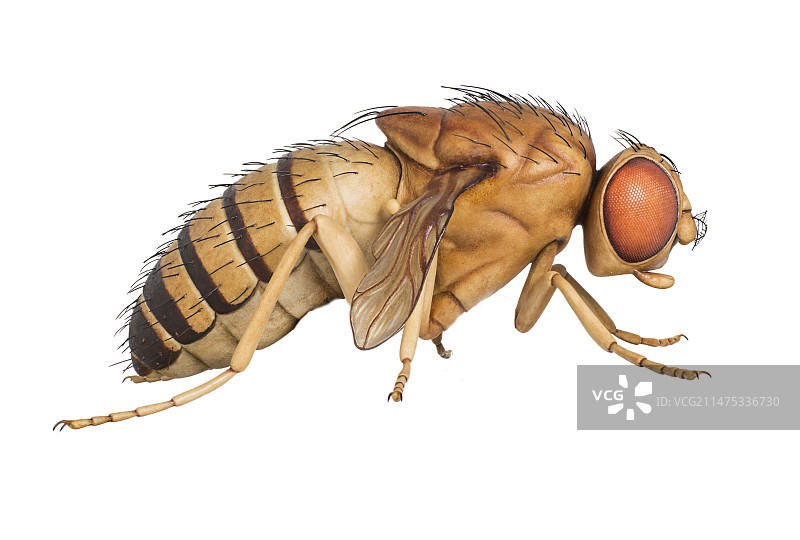 果蝇蜡模型图片素材