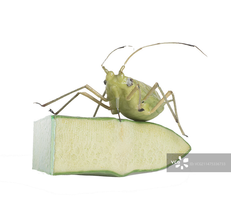 绿色桃蚜蜡模型图片素材