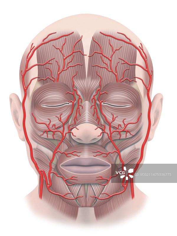 面部肌肉和动脉图图片素材