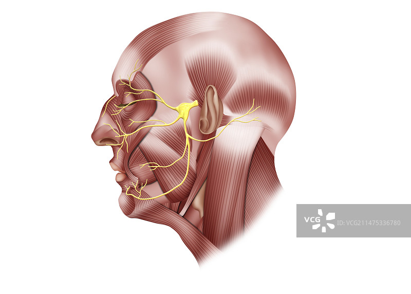 三叉神经解剖结构图图片素材