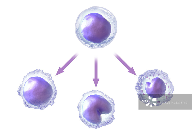 淋巴母细胞形成淋巴细胞图图片素材